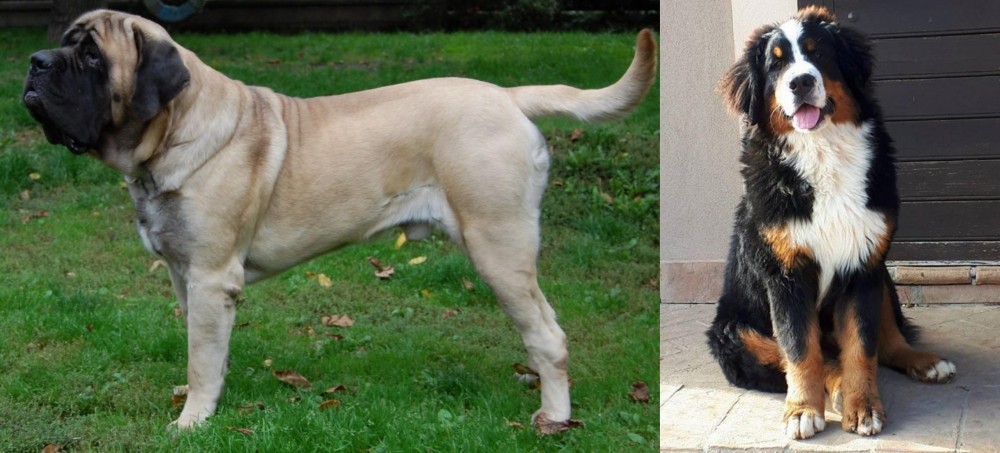 Mountain Burmese vs English Mastiff - Breed Comparison