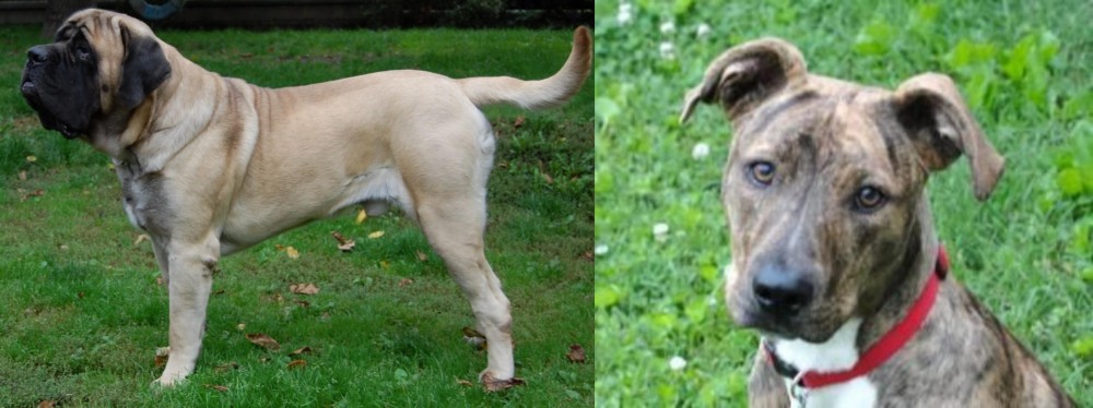 Mountain Cur vs English Mastiff - Breed Comparison