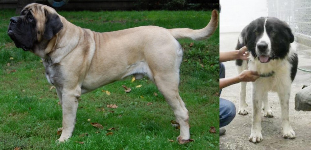 Mucuchies vs English Mastiff - Breed Comparison