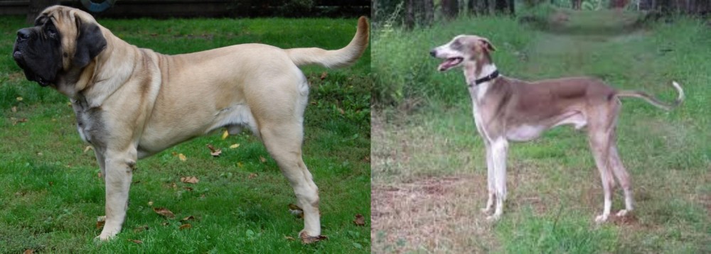 Mudhol Hound vs English Mastiff - Breed Comparison