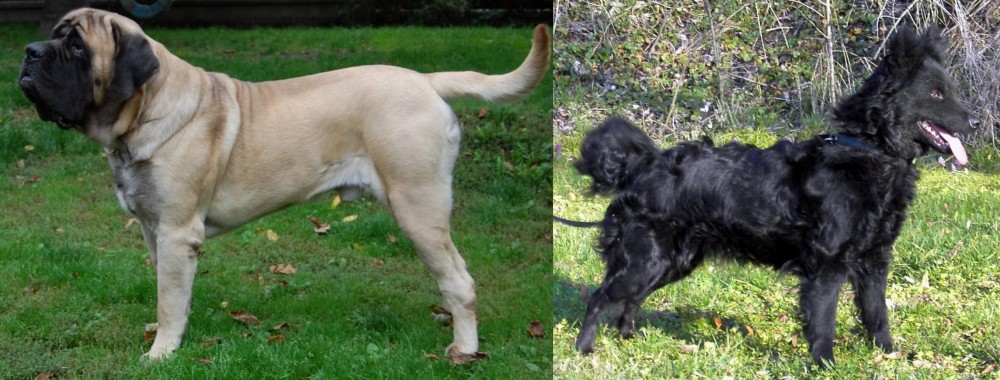Mudi vs English Mastiff - Breed Comparison