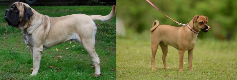 Muggin vs English Mastiff - Breed Comparison
