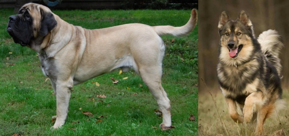 Native American Indian Dog vs English Mastiff - Breed Comparison