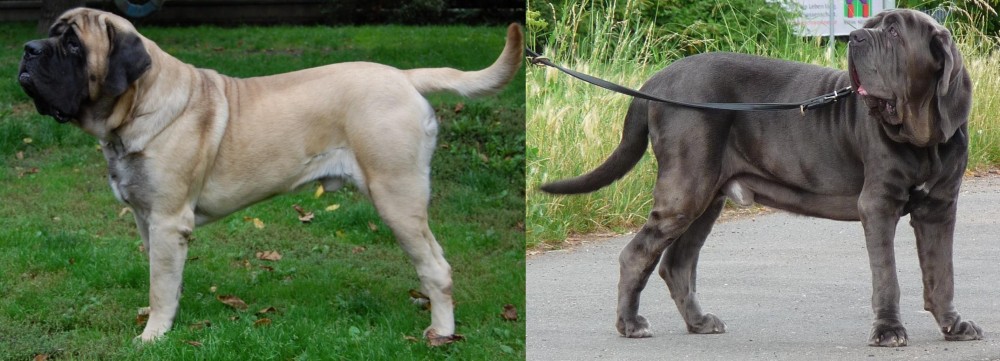Neapolitan Mastiff vs English Mastiff - Breed Comparison