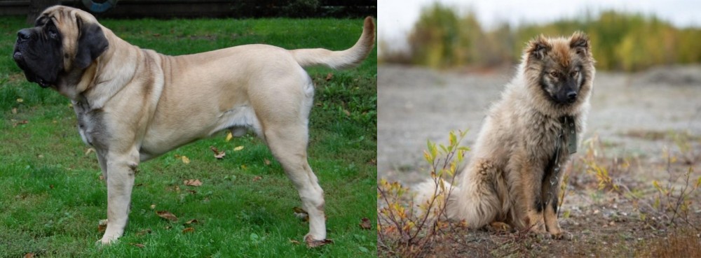 Nenets Herding Laika vs English Mastiff - Breed Comparison