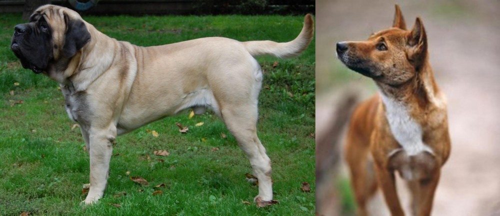 New Guinea Singing Dog vs English Mastiff - Breed Comparison