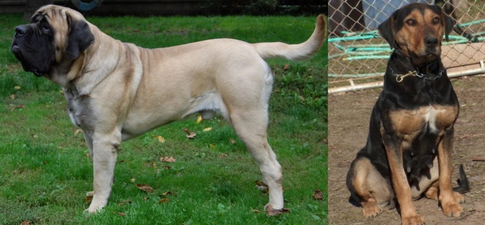 New Zealand Huntaway vs English Mastiff - Breed Comparison