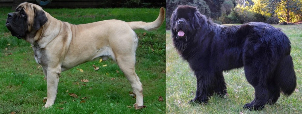 Newfoundland Dog vs English Mastiff - Breed Comparison