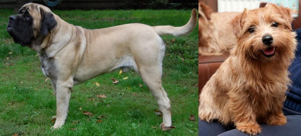 Norfolk Terrier vs English Mastiff - Breed Comparison