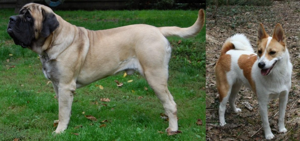 Norrbottenspets vs English Mastiff - Breed Comparison