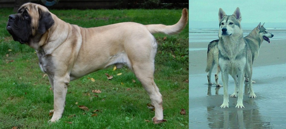 Northern Inuit Dog vs English Mastiff - Breed Comparison