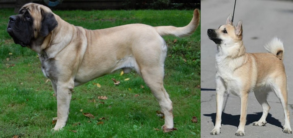 Norwegian Buhund vs English Mastiff - Breed Comparison
