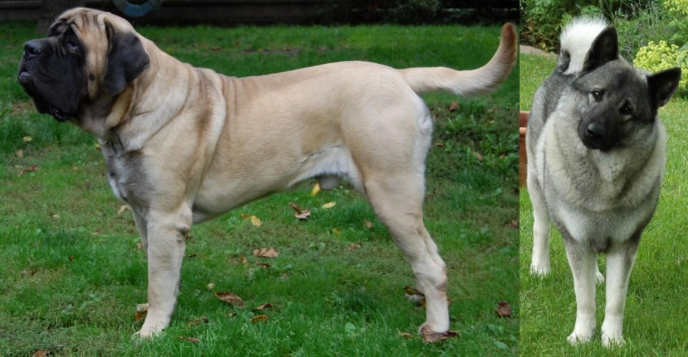 Norwegian Elkhound vs English Mastiff - Breed Comparison