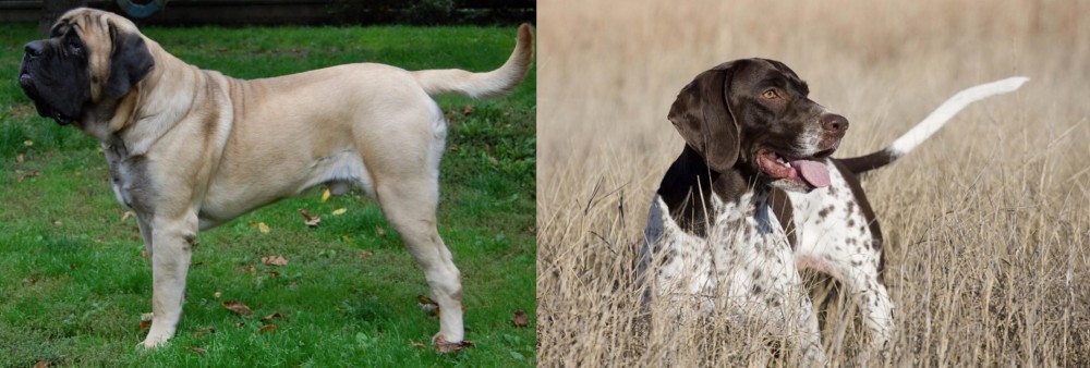 Old Danish Pointer vs English Mastiff - Breed Comparison