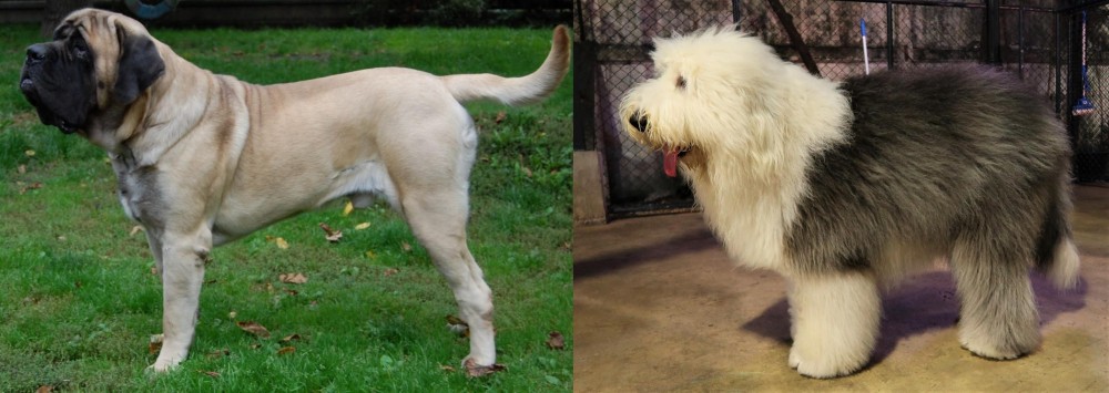 Old English Sheepdog vs English Mastiff - Breed Comparison