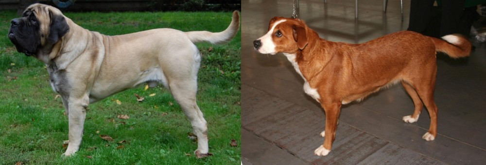 Osterreichischer Kurzhaariger Pinscher vs English Mastiff - Breed Comparison
