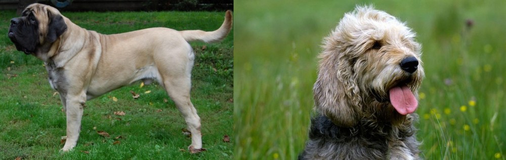 Otterhound vs English Mastiff - Breed Comparison