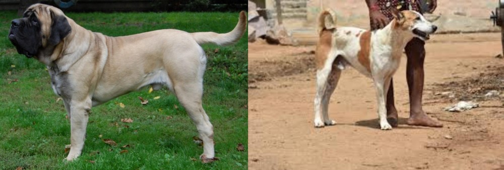 Pandikona vs English Mastiff - Breed Comparison