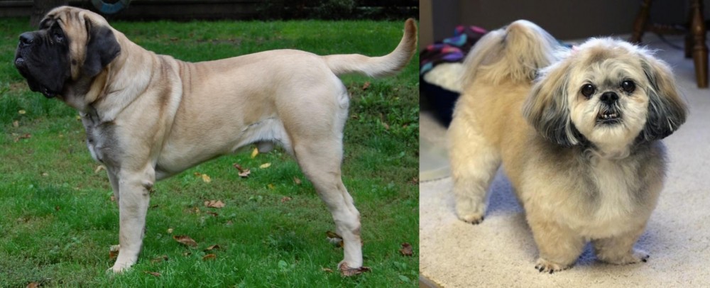 PekePoo vs English Mastiff - Breed Comparison