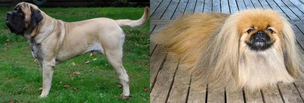Pekingese vs English Mastiff - Breed Comparison
