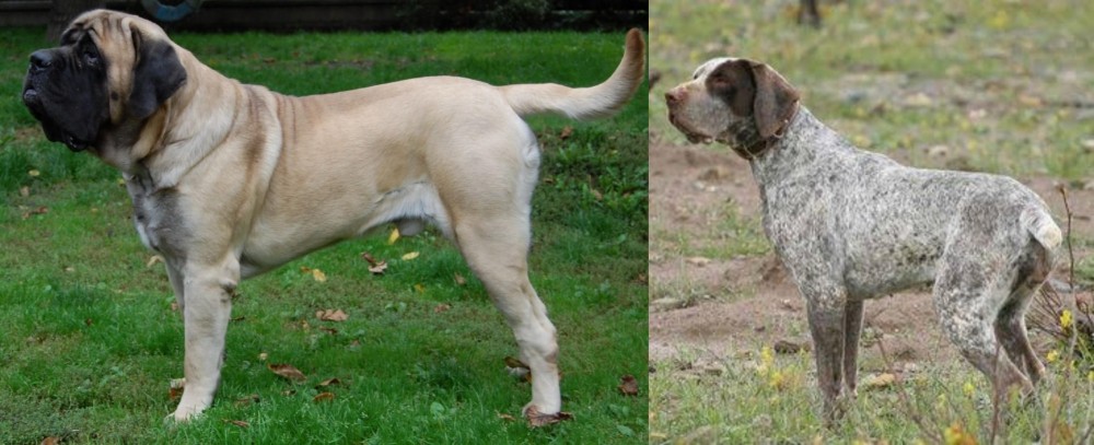 Perdiguero de Burgos vs English Mastiff - Breed Comparison