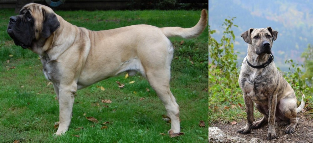 Perro Cimarron vs English Mastiff - Breed Comparison