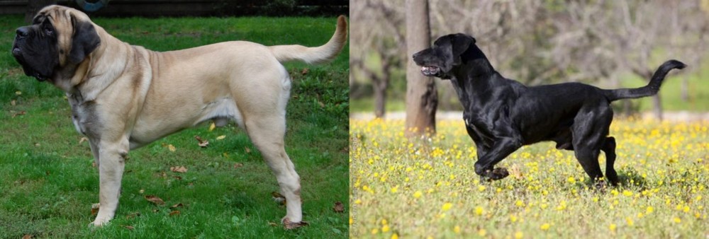 Perro de Pastor Mallorquin vs English Mastiff - Breed Comparison