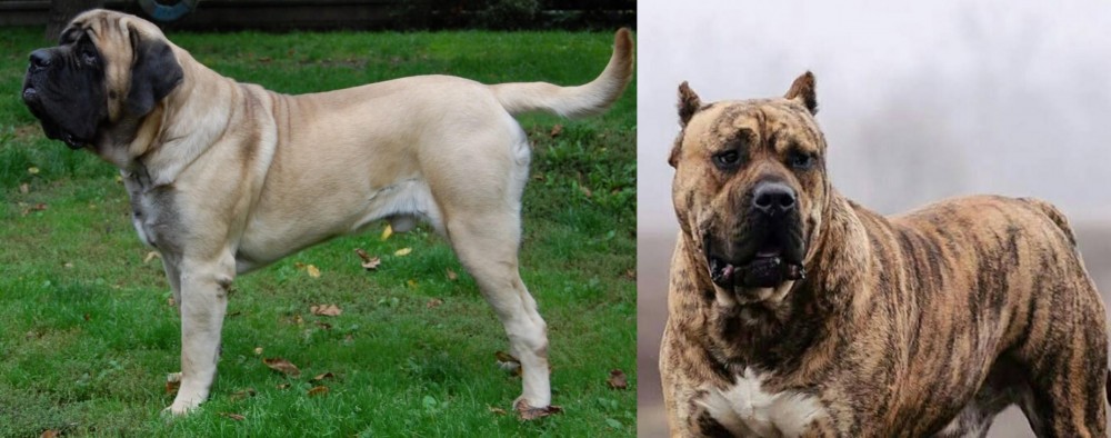 Perro de Presa Canario vs English Mastiff - Breed Comparison