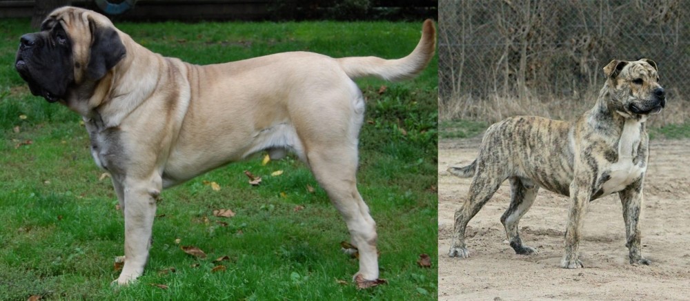 Perro de Presa Mallorquin vs English Mastiff - Breed Comparison
