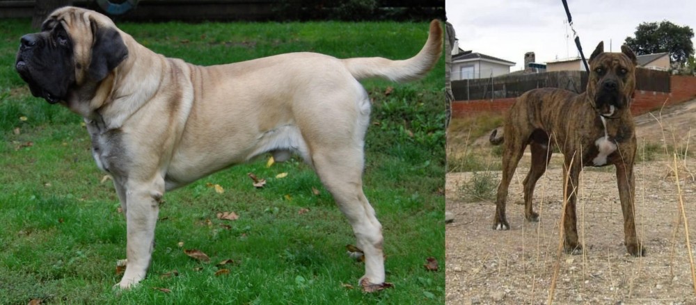 Perro de Toro vs English Mastiff - Breed Comparison