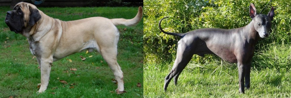 Peruvian Hairless vs English Mastiff - Breed Comparison