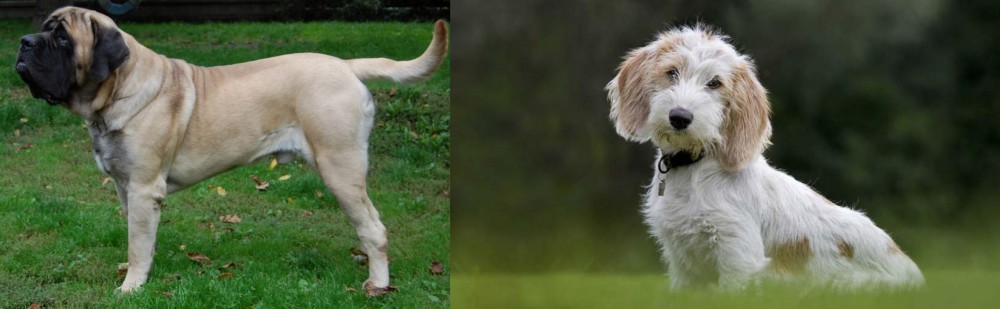 Petit Basset Griffon Vendeen vs English Mastiff - Breed Comparison