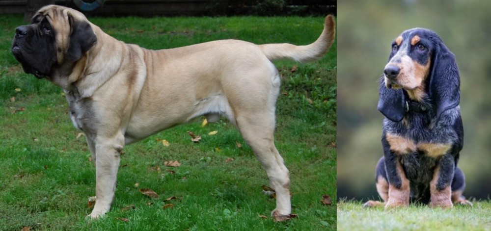 Petit Bleu de Gascogne vs English Mastiff - Breed Comparison