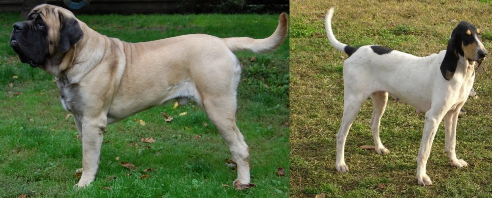 Petit Gascon Saintongeois vs English Mastiff - Breed Comparison