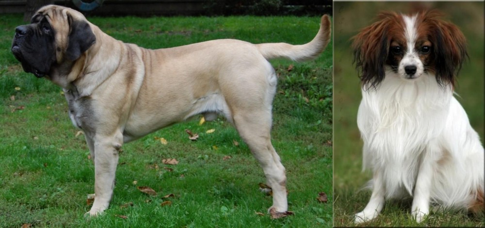 Phalene vs English Mastiff - Breed Comparison
