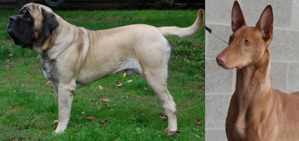 Pharaoh Hound vs English Mastiff - Breed Comparison