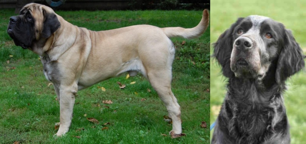 Picardy Spaniel vs English Mastiff - Breed Comparison