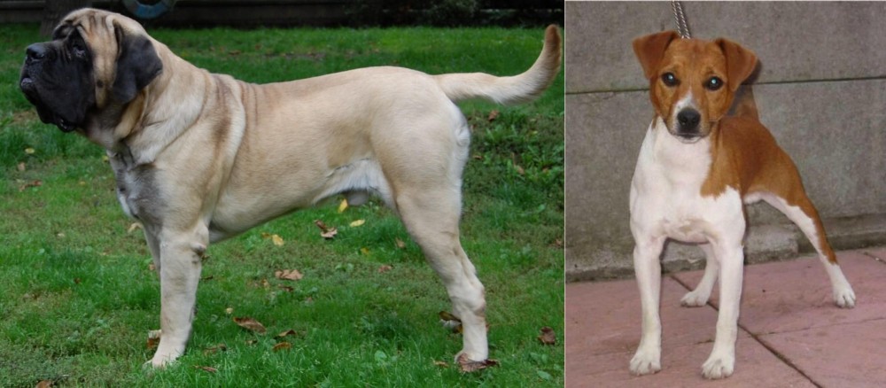 Plummer Terrier vs English Mastiff - Breed Comparison