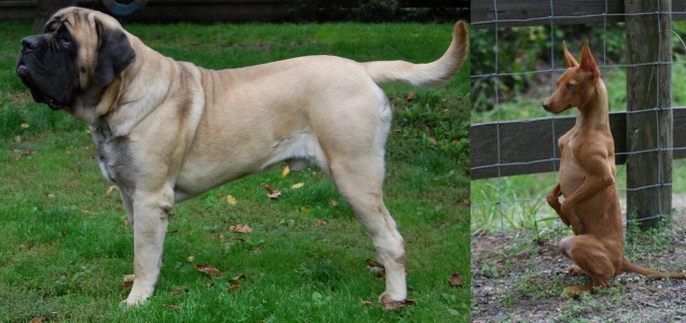 Podenco Andaluz vs English Mastiff - Breed Comparison