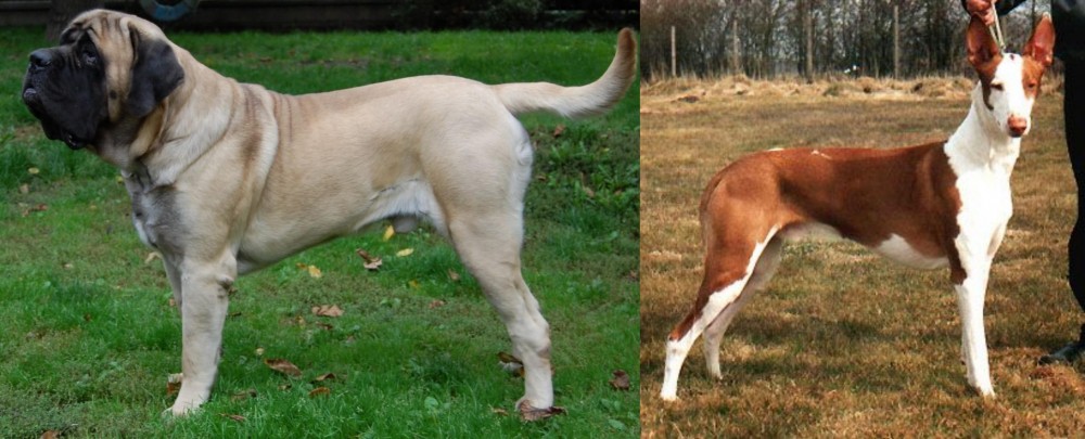Podenco Canario vs English Mastiff - Breed Comparison