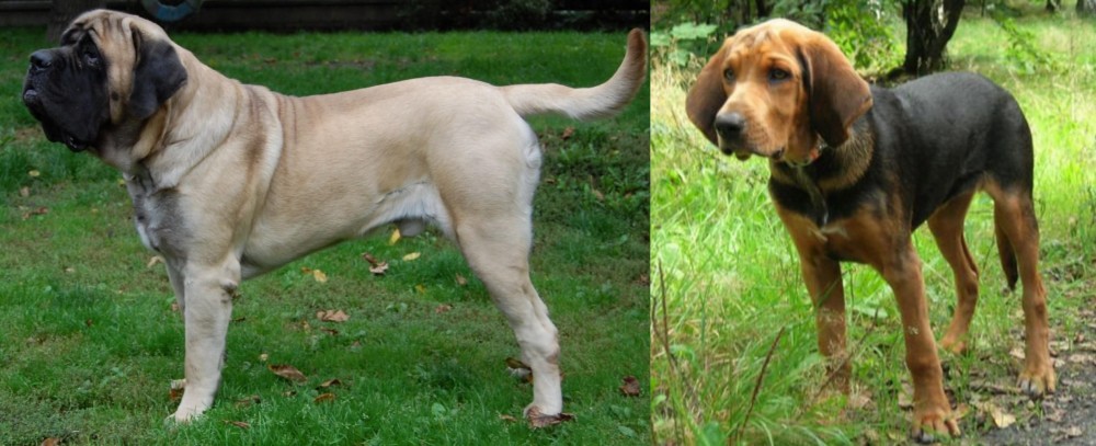 Polish Hound vs English Mastiff - Breed Comparison