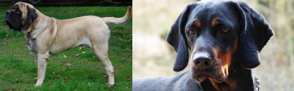 Polish Hunting Dog vs English Mastiff - Breed Comparison