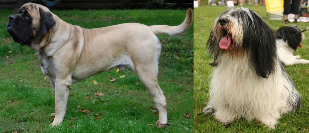 Polish Lowland Sheepdog vs English Mastiff - Breed Comparison