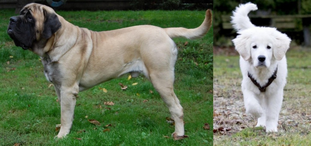 Polish Tatra Sheepdog vs English Mastiff - Breed Comparison