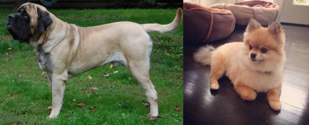 Pomeranian vs English Mastiff - Breed Comparison