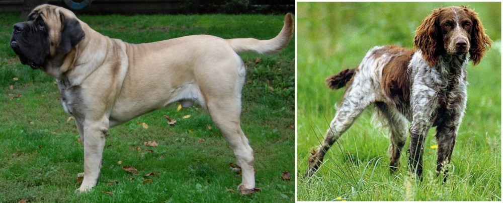 Pont-Audemer Spaniel vs English Mastiff - Breed Comparison