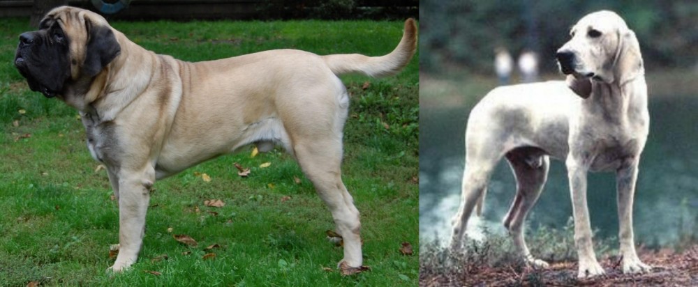 Porcelaine vs English Mastiff - Breed Comparison