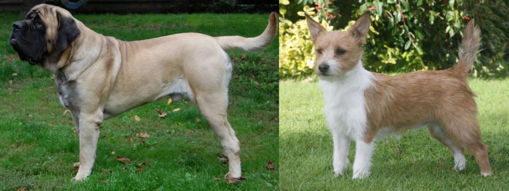 Portuguese Podengo vs English Mastiff - Breed Comparison