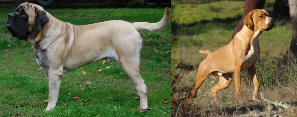 Portuguese Pointer vs English Mastiff - Breed Comparison