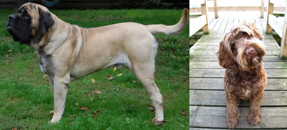 Portuguese Water Dog vs English Mastiff - Breed Comparison